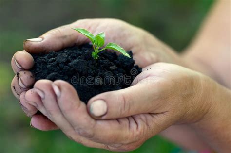 Pousse Et Mains Image Stock Image Du Pousse Agriculture