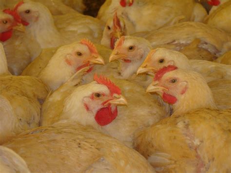 Preços do frango sobem no Brasil e tendência segue positiva O