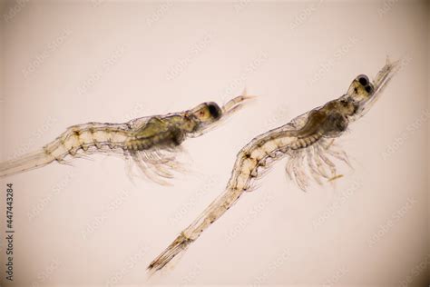 Closeup Mysis Stage Of Vannamei Shrimp In Light Microscope Shrimp