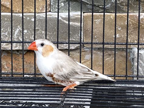 Penguin Zebra Finches For Sale