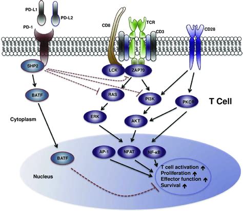 PD 1 Signaling Pathway In T Cells When Engaged With A Ligand PD 1