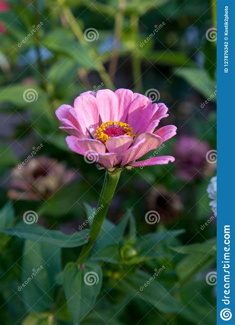 Flores Cor De Rosa Do Zinnia No Fundo Natural Foto De Stock Imagem De