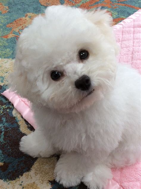 Pin By Mary Nafziger On Ellie My Bichon Friese Bichon Frise Puppy