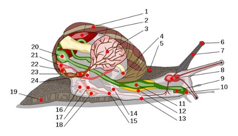 Moluştele 8 Scientiaro