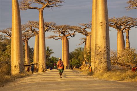 The Tree Of Life: The Baobab Tree – Expedition Subsahara