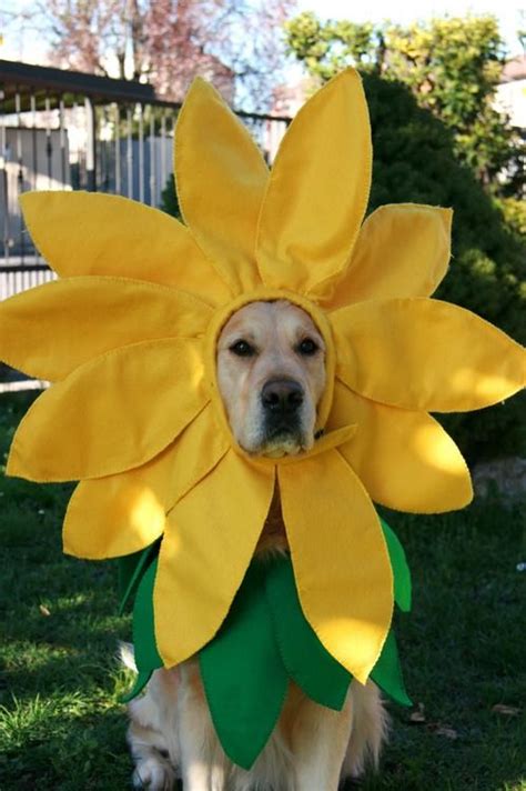 Costumes That Prove Labradors Always Win At Halloween