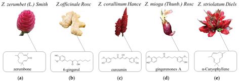 Molecules Free Full Text Plants Of The Genus Zingiber A Review Of