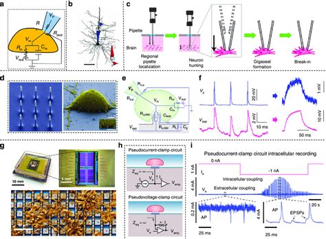 Neuron Interface Devices For Intracellular Recordings A Schematic