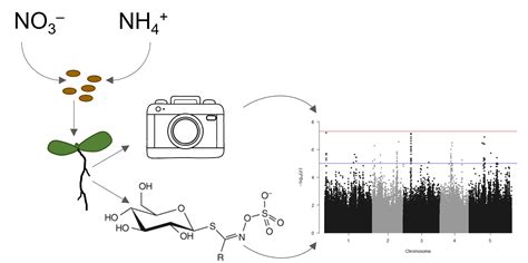 The Genetic Basis Of Nitrogen Responses In Arabidopsis Thaliana Plantae