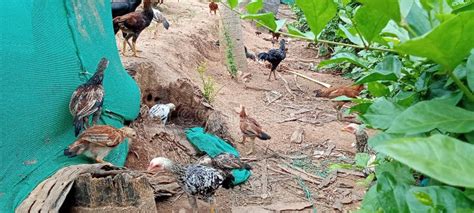 Frangos Em Fazenda De Galinha Localizada No Jardim De Jasmim Imagem De