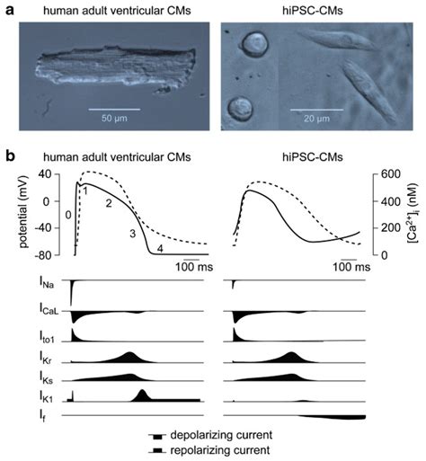 Ipsc Derived Cardiomyocytes Creative Bioarray