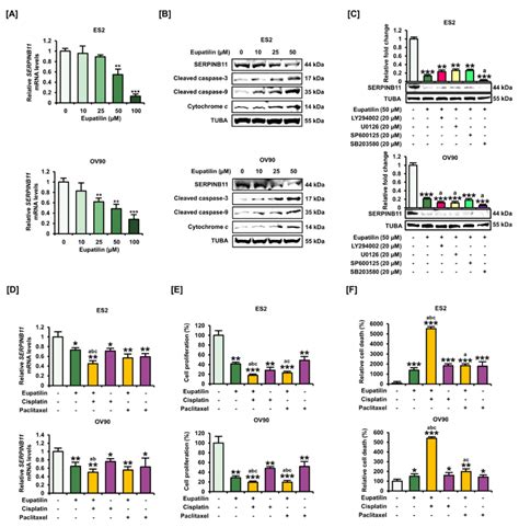 Functional Role In SERPINB11 In Ovarian Cancer Treated With Eupatilin