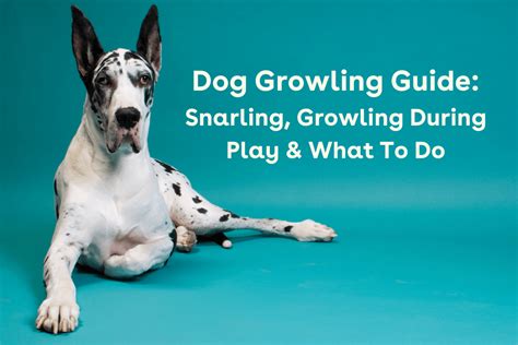 Dog Growling Guide: Snarling, Growling During Play & More | Pupford