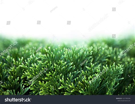 Closeup Green Christmas Leaves Thuja Trees Stock Photo