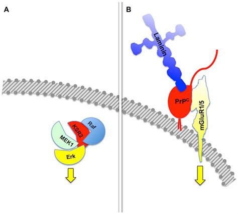 Frontiers The Biological Function Of The Prion Protein A Cell