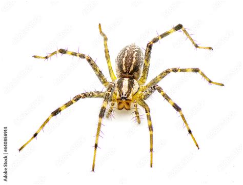 American Grass Spider A Genus Of Funnel Weaver Arachnid In The