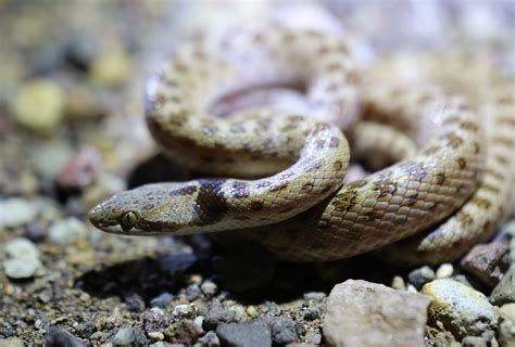 Desert Nightsnake from Patagonia AZ! Snake species #10 for the trip : r ...