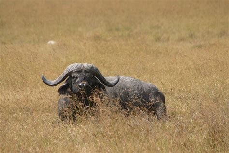 Tripadvisor 5 tägige private Tarangire Ngorongoro und Serengeti