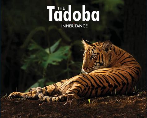 Tadoba National Park - Wordzz