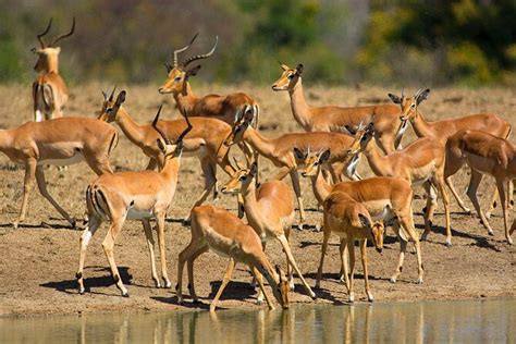 Tripadvisor 德班出發的全日塔拉野生動物保護區和費祖魯野生動物園 南非