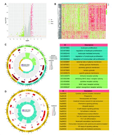 The Volcano Plot A And The Heatmap B Showing The Differentially Download Scientific Diagram