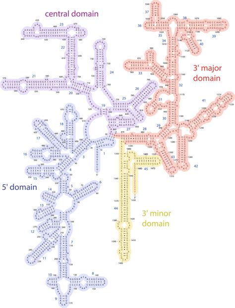 Figure S8 Secondary Structure Diagram Of The Small Ribosomal Subunit Download Scientific