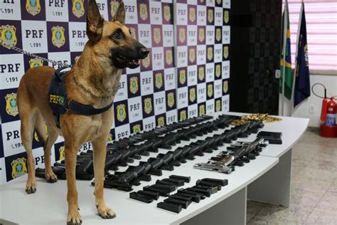 Prf Aprende Pistolas E Grande Quantidade De Muni O Na Zona Norte Mh