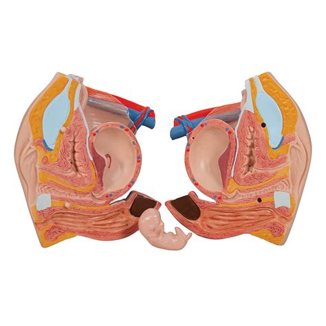 B Smart Anatomy Deluxe Asian Dual Sex Torso Parts B