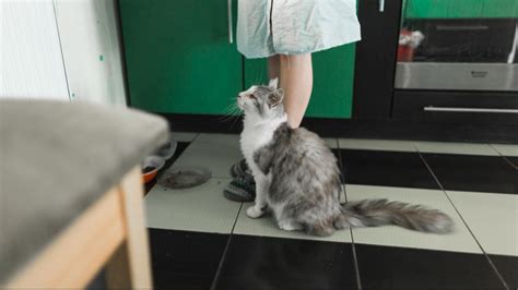 Cat Lover Wajib Tahu Berikut 15 Tanda Seekor Kucing Alami Keracunan