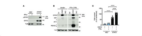 STAT2 Complementation Rescues The Defect Of Type I IFN Signaling