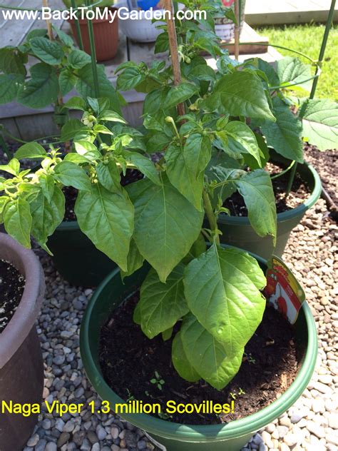 Naga Viper Pepper A Treat With Some Heat Backtomygarden Discover