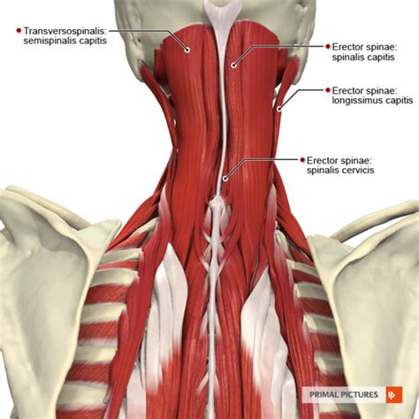 Vertebra Prominens - Physiopedia