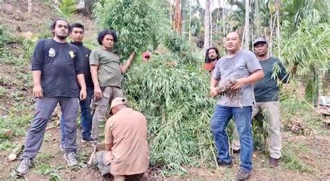 Polisi Musnahkan Satu Hektar Ladang Ganja Di Sawang Aceh Utara