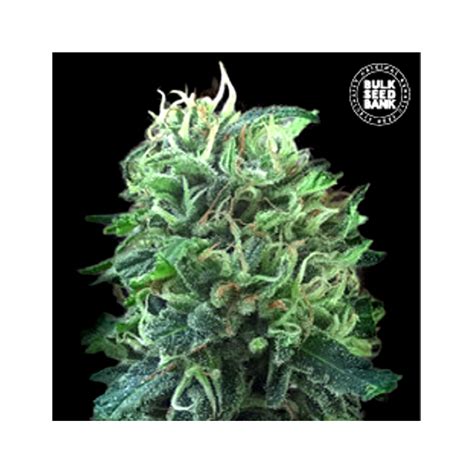 Green Scout Cookies de Bulk Seed Bank Taux de THC élevé