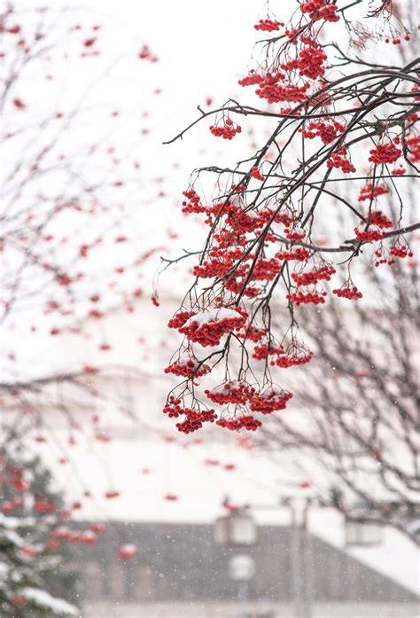 Japanese Rowan by Marie Platz | 500px | Рябина, Зимние сцены, Пейзажи