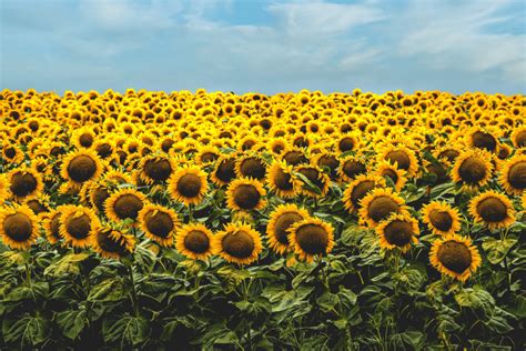 A Field Of Sunflowers Will Bloom In Flatiron In Support Of Ukraine