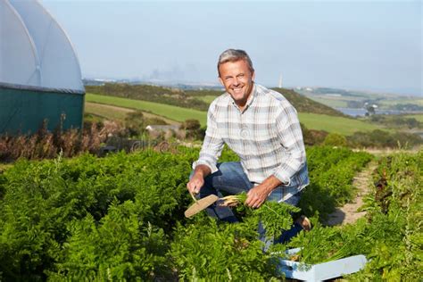 Farmer Harvesting Organic Carrot Crop on Farm Stock Image - Image of ...