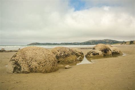 Moeraki Boulders Popular Tourist Attraction On Koekohe Beach Near