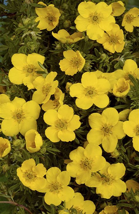 Goldfinger Potentilla Potentilla Fruticosa Goldfinger Monrovia Plant