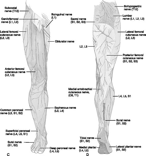 Figure From Lower Extremity Nerve Entrapments In Athletes Semantic