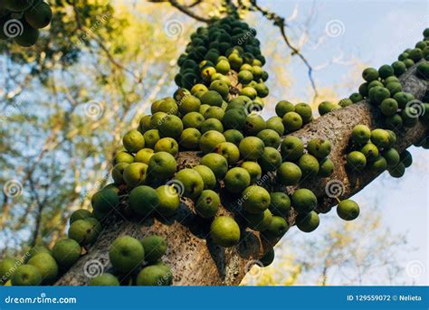 Marula Fruit Tree In Burnt Grassland With Anthills Sclerocarya Birrea ...