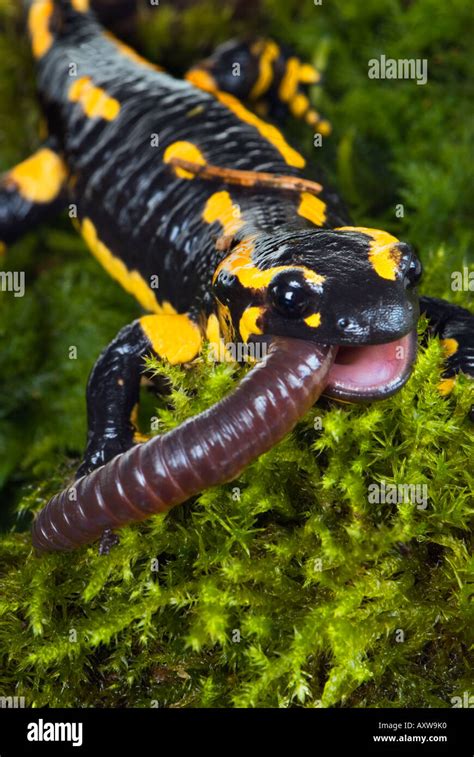 Fat Firesalamander Fire Salamander Head Eat Eating Worm Earthworm