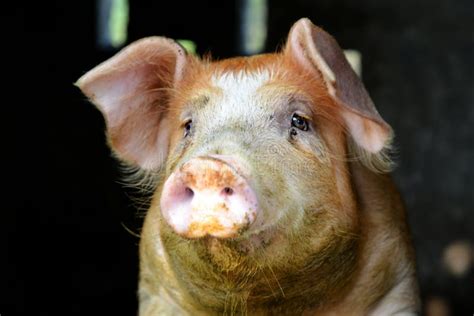 Pig`head Close up stock image. Image of domestic, farm - 91710247