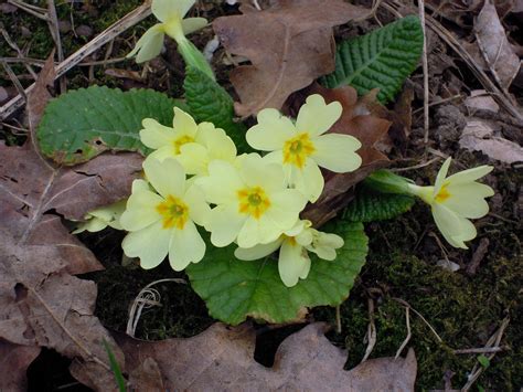 Flower Primrose Creamish Free Photo On Pixabay