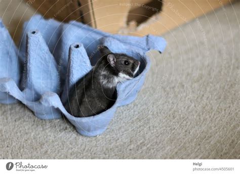 Black Silvie Black And White Dwarf Hamster Sits In A Blue Egg Carton