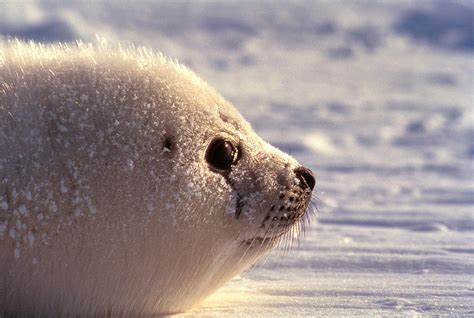 Harp Seal Pup by Jupiterimages