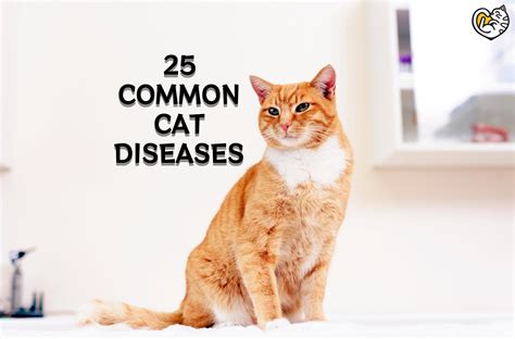 Diseases Of Domestic Cats