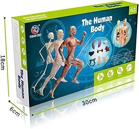 Modelo De Cuerpo Humano Para Ni Os Modelo De Anatom A Del C En Venta