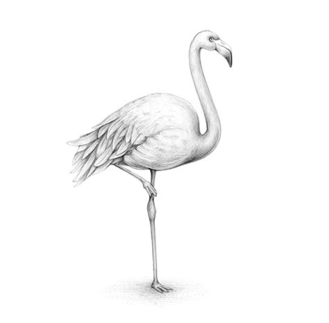 How To Draw A Flamingo Flamingo Tattoo How To Draw Flamingo