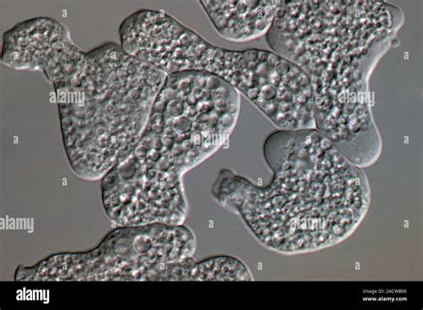 La Entamoeba Histolytica Micrografía De Contraste De Interferencia Diferencial La Entamoeba